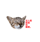 woo long noodle meow ~（個別スタンプ：2）