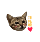 woo long noodle meow ~（個別スタンプ：3）