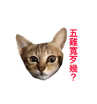 woo long noodle meow ~（個別スタンプ：4）