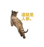 woo long noodle meow ~（個別スタンプ：6）