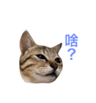 woo long noodle meow ~（個別スタンプ：9）