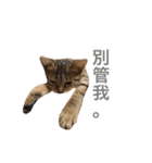 woo long noodle meow ~（個別スタンプ：10）