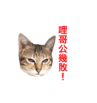 woo long noodle meow ~（個別スタンプ：11）