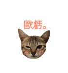 woo long noodle meow ~（個別スタンプ：12）