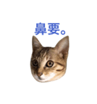 woo long noodle meow ~（個別スタンプ：13）
