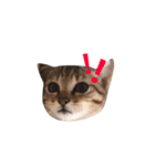 woo long noodle meow ~（個別スタンプ：14）