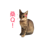 woo long noodle meow ~（個別スタンプ：16）