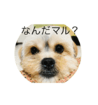 ころももむぎがぼ 愛犬（個別スタンプ：3）