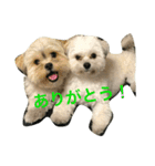 ころももむぎがぼ 愛犬（個別スタンプ：13）