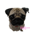 She's a cute pug（個別スタンプ：1）