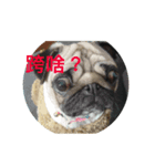 She's a cute pug（個別スタンプ：2）