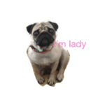 She's a cute pug（個別スタンプ：5）