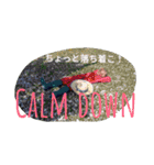 日本語と英語の基本挨拶スタンプ（個別スタンプ：24）