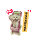 dog.........（個別スタンプ：4）