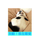 Cat every time（個別スタンプ：2）