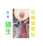 Cat every time（個別スタンプ：4）