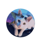 Cat every time（個別スタンプ：5）