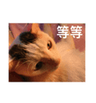 Cat every time（個別スタンプ：6）