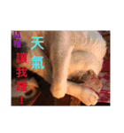 Cat every time（個別スタンプ：7）