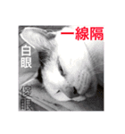 Cat every time（個別スタンプ：8）