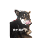 Zaizai＆Mini（個別スタンプ：13）