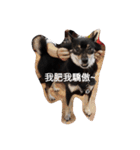 Zaizai＆Mini（個別スタンプ：16）