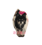Romeo0426（個別スタンプ：21）