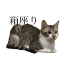 にゃんこ ねこ（個別スタンプ：1）