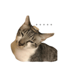にゃんこ ねこ（個別スタンプ：3）
