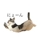 にゃんこ ねこ（個別スタンプ：5）