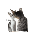 にゃんこ ねこ（個別スタンプ：8）