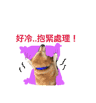 Wow wow dogs（個別スタンプ：16）