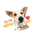 dogflower1（個別スタンプ：1）