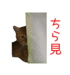 我が家の 2にゃん茶トラくん パート2（個別スタンプ：19）