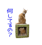 我が家の 2にゃん茶トラくん パート2（個別スタンプ：24）