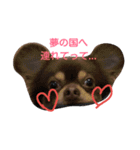 i  love dog（個別スタンプ：6）