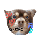 i  love dog（個別スタンプ：11）