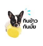 Munbod French Bulldog（個別スタンプ：1）