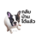 Munbod French Bulldog（個別スタンプ：6）