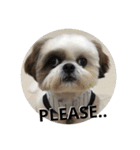 ACE the Shihtzu（個別スタンプ：11）