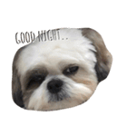 ACE the Shihtzu（個別スタンプ：12）