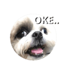 ACE the Shihtzu（個別スタンプ：14）