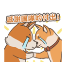 Tie Tie the corgi（個別スタンプ：17）