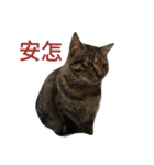 anancat（個別スタンプ：2）