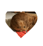 orangemeow（個別スタンプ：1）