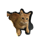 orangemeow（個別スタンプ：2）