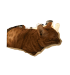 orangemeow（個別スタンプ：4）