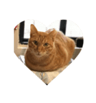 orangemeow（個別スタンプ：5）