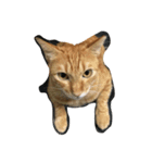 orangemeow（個別スタンプ：6）