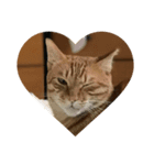 orangemeow（個別スタンプ：7）